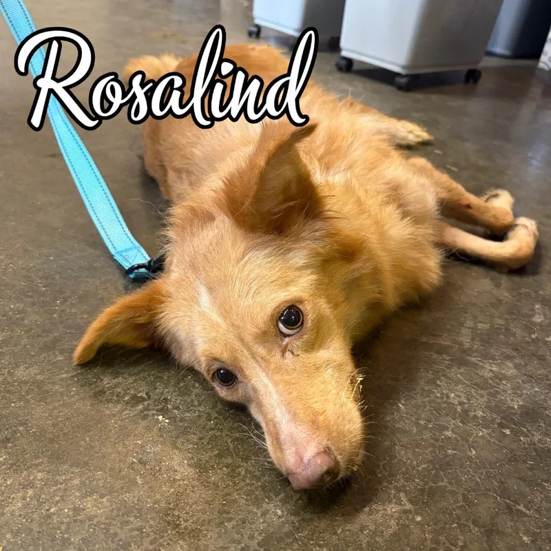 Rosalind thumbnail 2