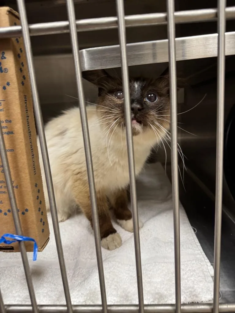 An adult medium-sized male Domestic Short Hair cat named Sam for adoption in Great Bend, KS