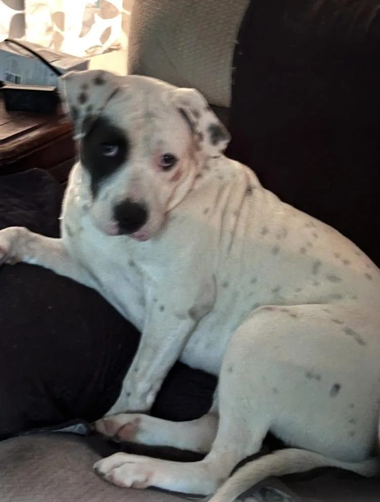 A young large-sized male American Bulldog dog named Petey for adoption in North Augusta, SC