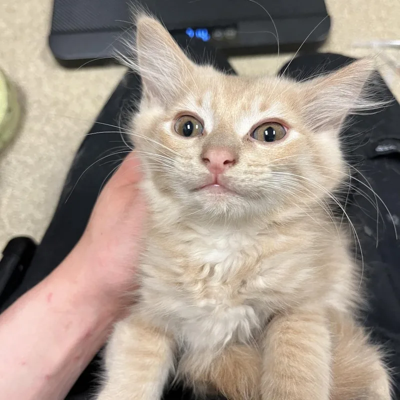 A baby small-sized male Buff / Tan / Fawn Domestic Medium Hair cat named Arborio for adoption in Bristol, IN