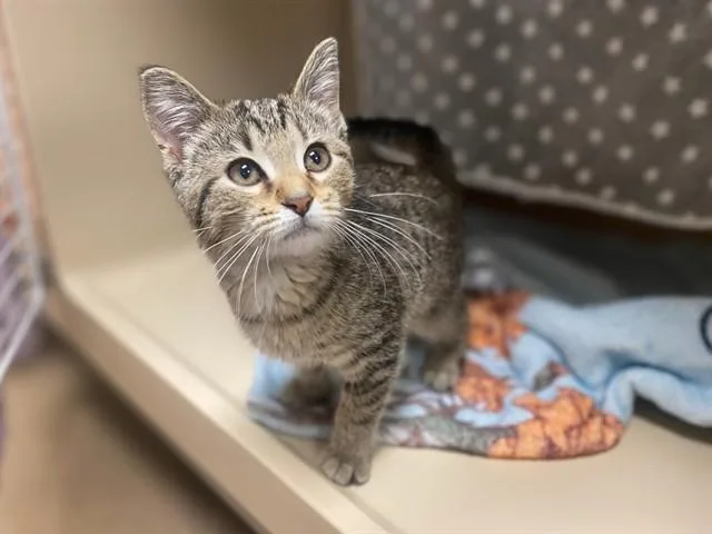A baby small-sized female Domestic Short Hair cat named Samsung for adoption in Fort Wayne, IN