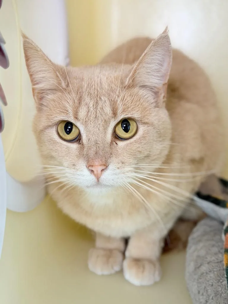 A young medium-sized female Domestic Short Hair cat named Sweetcorn for adoption in Menomonie, WI
