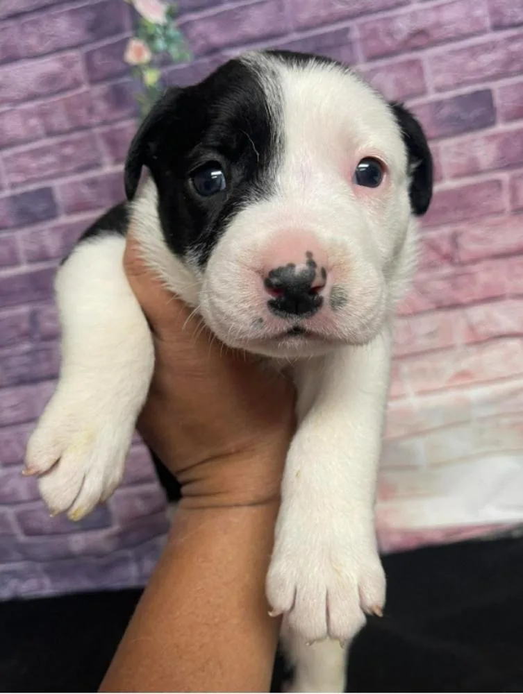 A baby large-sized male Tricolor (Brown, Black, & White) American Bulldog dog named Jagger for adoption in Sedalia, CO