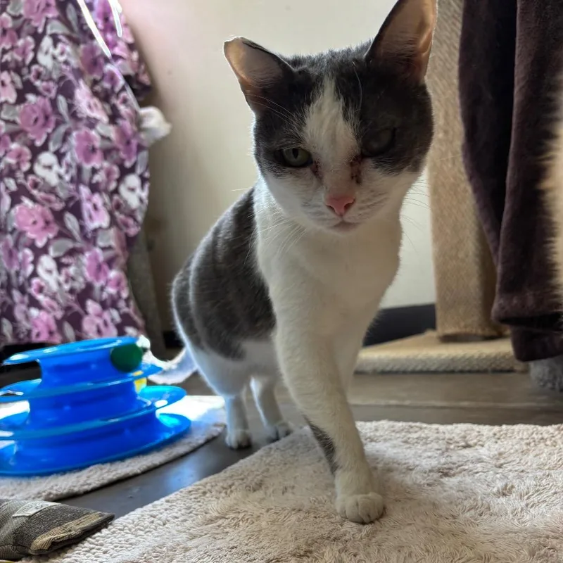 A senior medium-sized female White Domestic Short Hair cat named Stuart  Gentle Sweetheart for adoption in Flagstaff, AZ