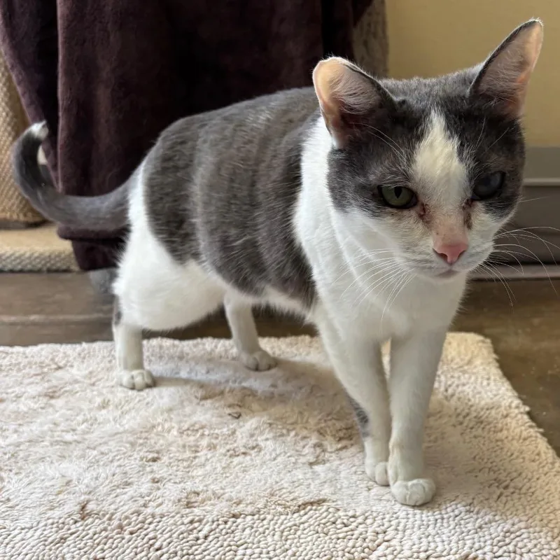 Stuart  Gentle Sweetheart thumbnail 3