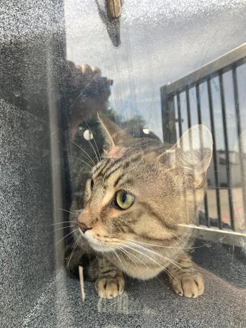 A young medium-sized male Domestic Medium Hair cat named Sunshine Jr for adoption in Dallas, TX