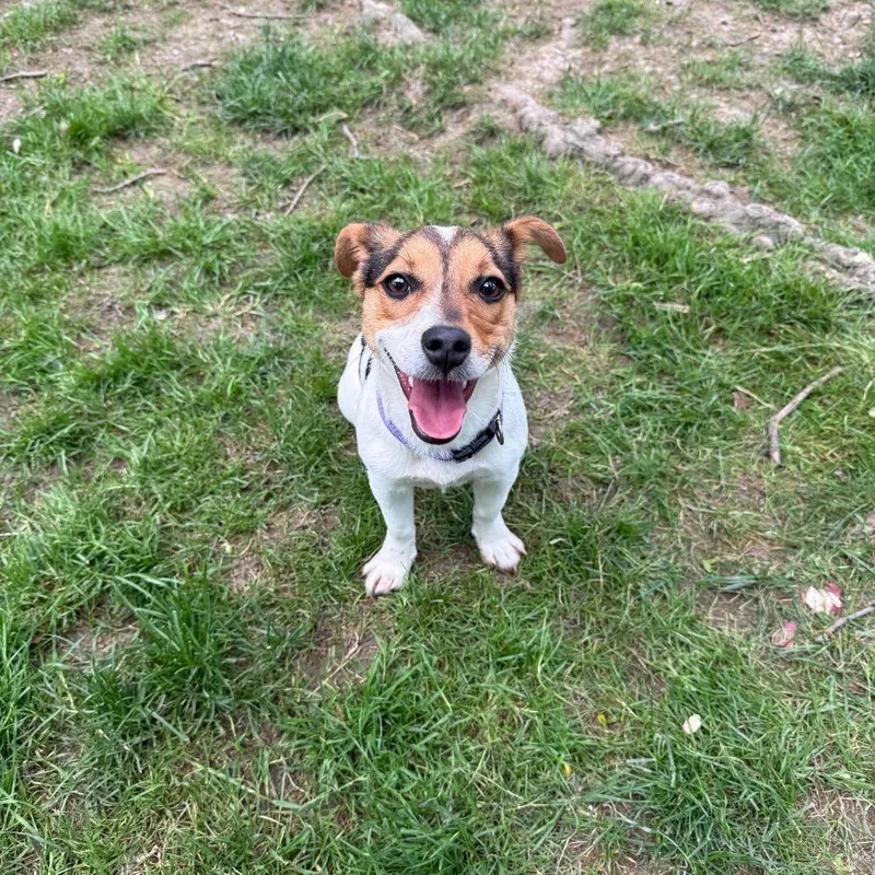 A young small-sized female White / Cream Jack Russell Terrier dog named Periwinkle for adoption in Avon, OH