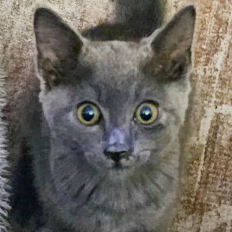 A baby medium-sized male Gray / Blue / Silver Russian Blue cat named Bluey for adoption in Kingwood, TX
