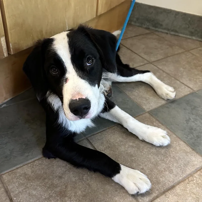 An adult large-sized male Black Mixed Breed dog named Fiddle for adoption in Chattanooga, TN