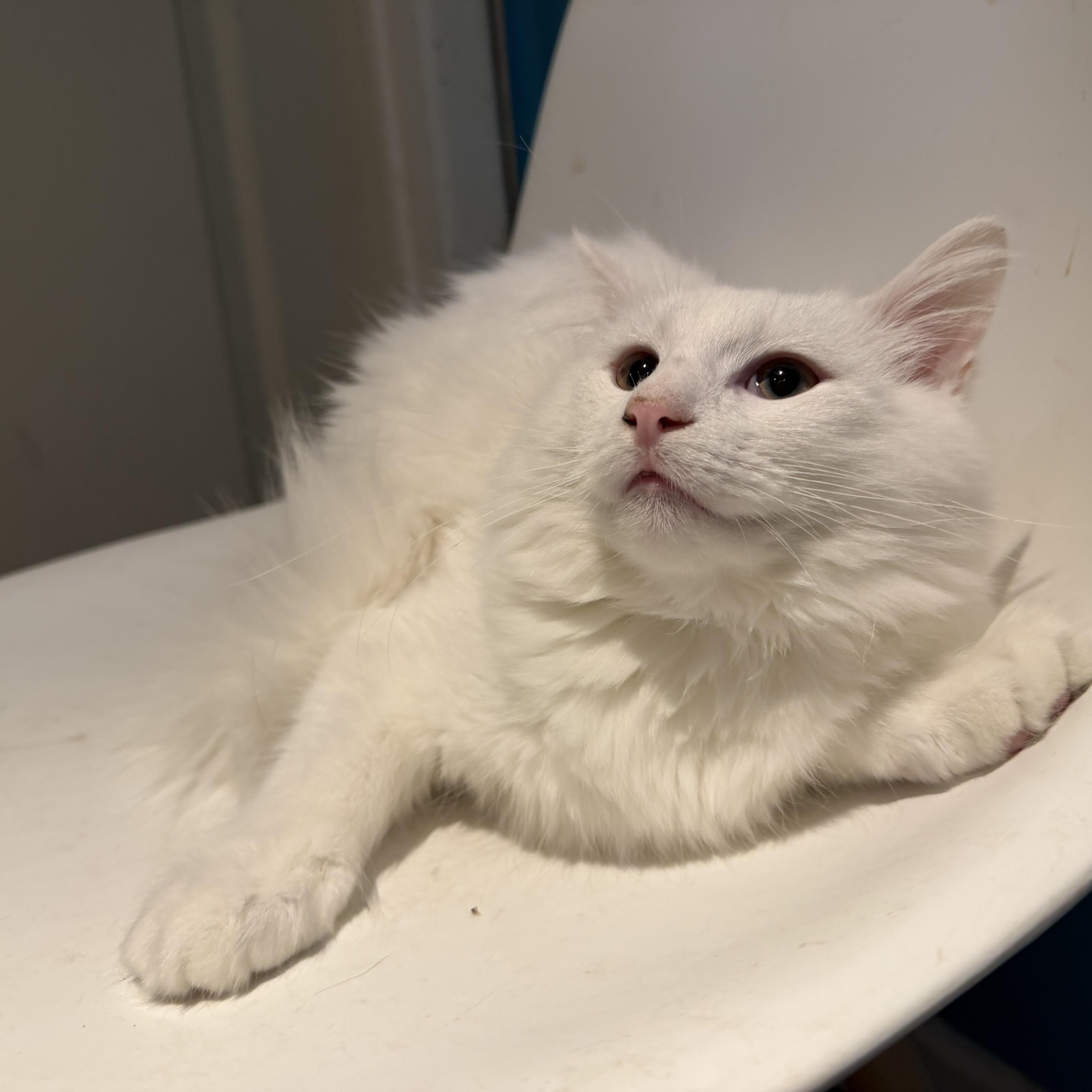 A young medium-sized male Domestic Long Hair cat named Seagul for adoption in Lemont, IL