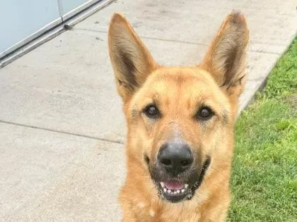 An adult large-sized male Apricot / Beige Mixed Breed dog named Augustus for adoption in Georgetown, TX