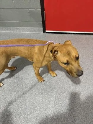 An adult medium-sized male Mixed Breed dog named Toad for adoption in West Chester, PA