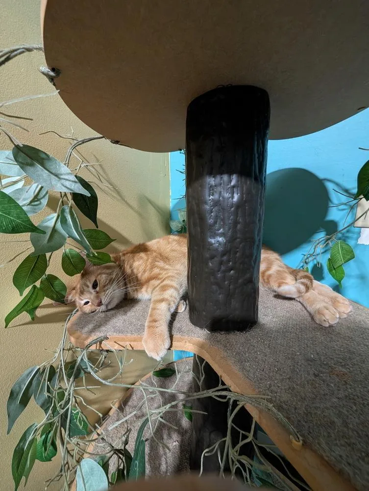 An adult medium-sized male Orange & White Domestic Short Hair cat named Nathan the Bandit for adoption in Germantown, OH