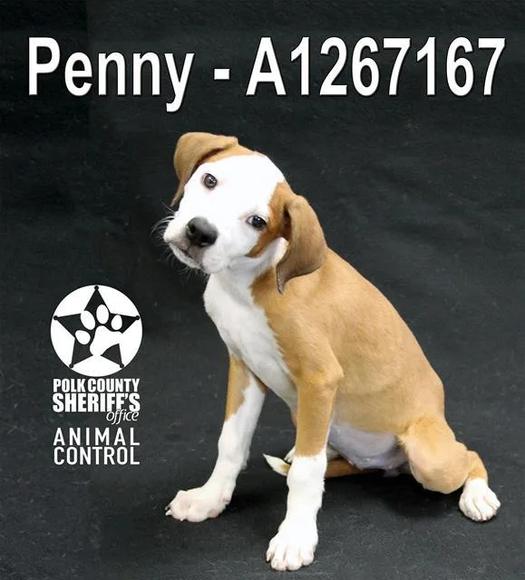 A baby small-sized female Beagle dog named Penny for adoption in Winter Haven, FL