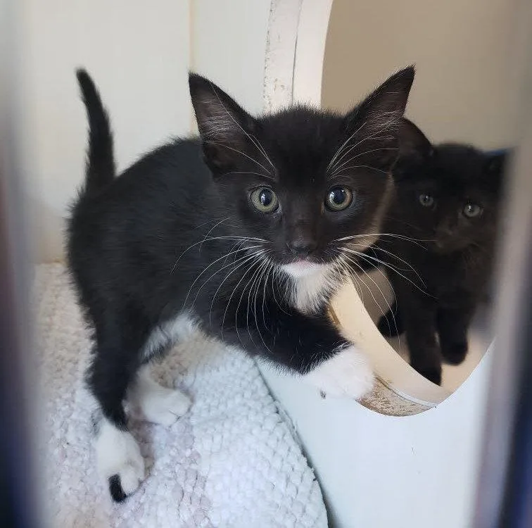 A baby small-sized female Black Domestic Short Hair cat named Catalina for adoption in Oakland, CA