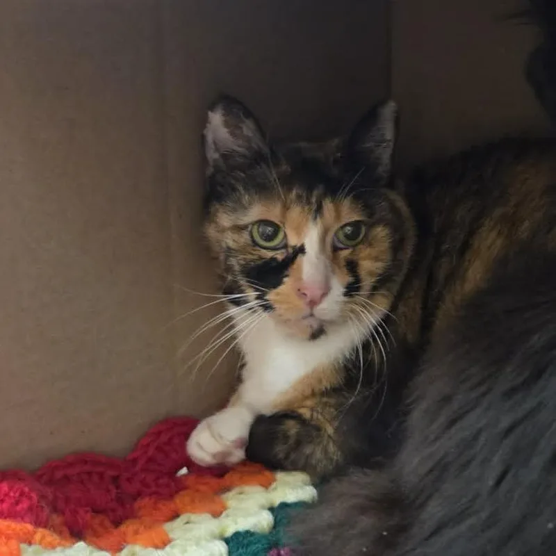 A senior large-sized female Orange / Red Domestic Short Hair cat named Francine for adoption in Ballston Spa, NY