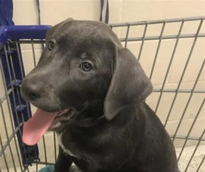 A baby small-sized female Labrador Retriever dog named Hermione for adoption in Conroe, TX