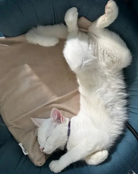 Dolly  Courtesy Listing thumbnail 2