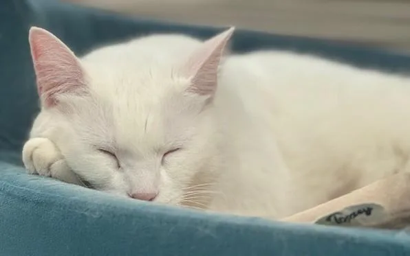 Dolly  Courtesy Listing thumbnail 3