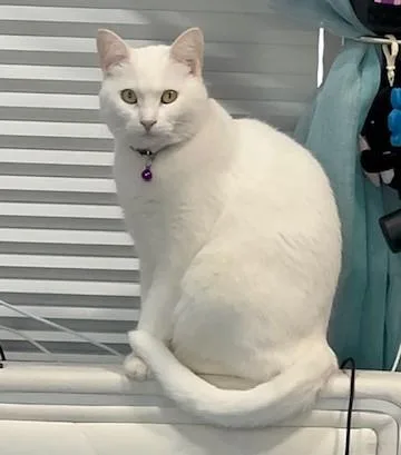 Dolly  Courtesy Listing thumbnail 4