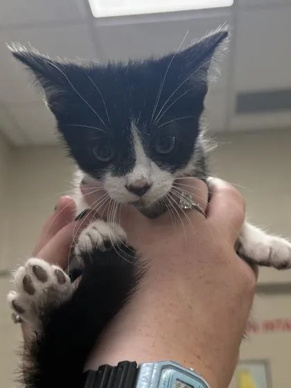 A baby small-sized male Domestic Short Hair cat named Penguin for adoption in Fishers, IN