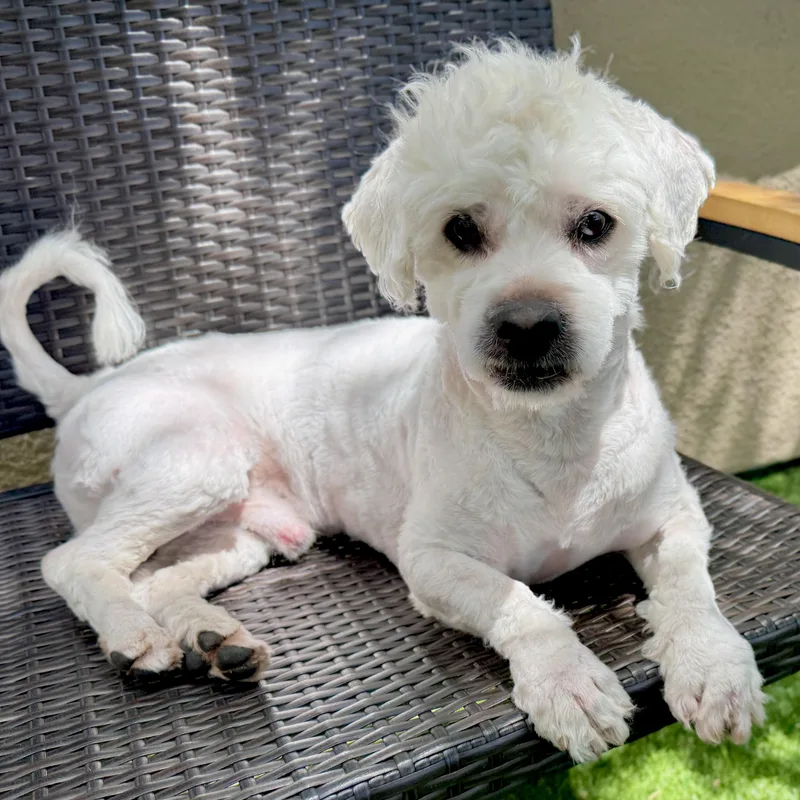 An adult small-sized male White / Cream Cockapoo dog named Blanc for adoption in San Francisco, CA