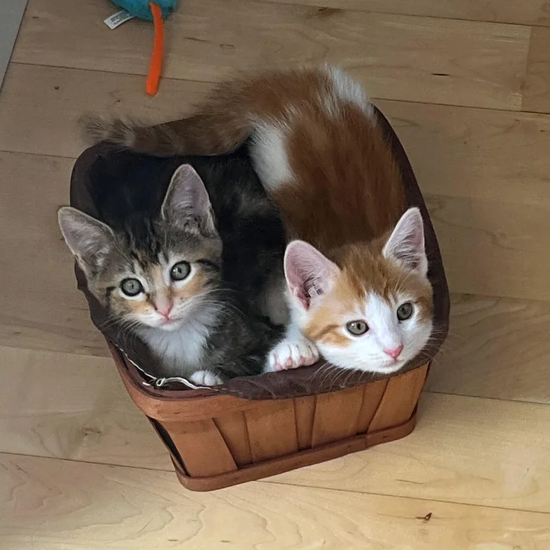 A baby small-sized female Calico Domestic Short Hair cat named Beverly Crusher for adoption in Woodinville, WA