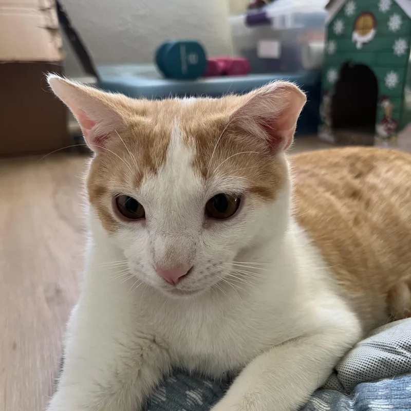 A young medium-sized male Domestic Short Hair cat named Ham & Chicken for adoption in Tampa, FL