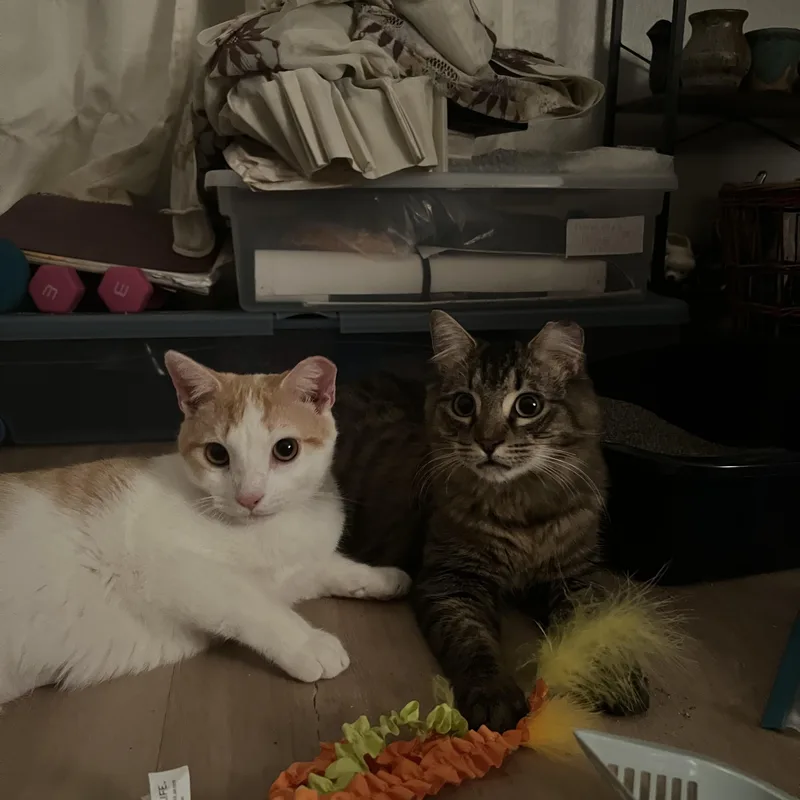 Ham & Chicken thumbnail 2