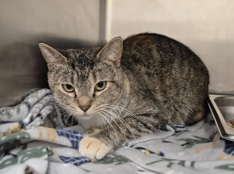A young small-sized female Domestic Short Hair cat named Tulip for adoption in Hagerstown, MD