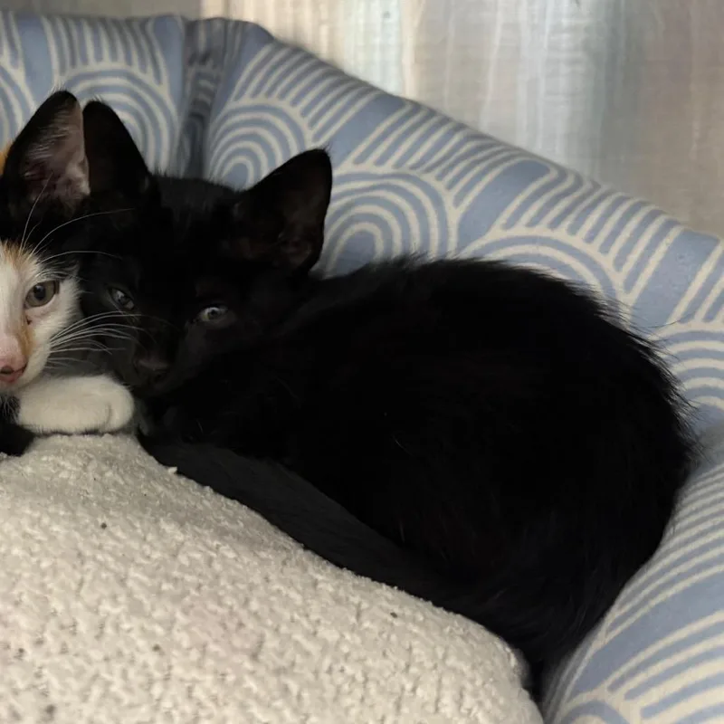 A baby small-sized male Black Domestic Short Hair cat named Patch for adoption in League City, TX