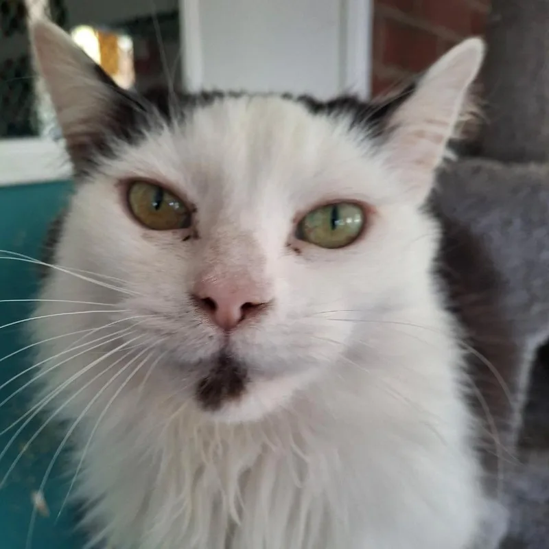 A senior large-sized female White Domestic Long Hair cat named Bessie for adoption in Fairfax Station, VA