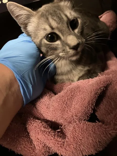A baby medium-sized male Domestic Short Hair cat named Brad for adoption in Long Beach, CA