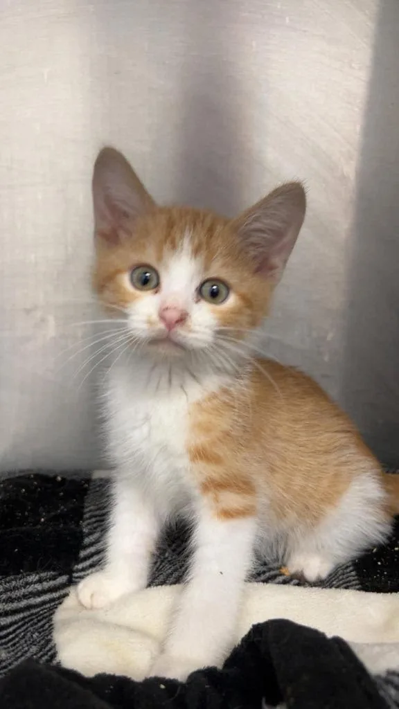 A baby medium-sized male Domestic Short Hair cat named Rusty for adoption in Republic, MO