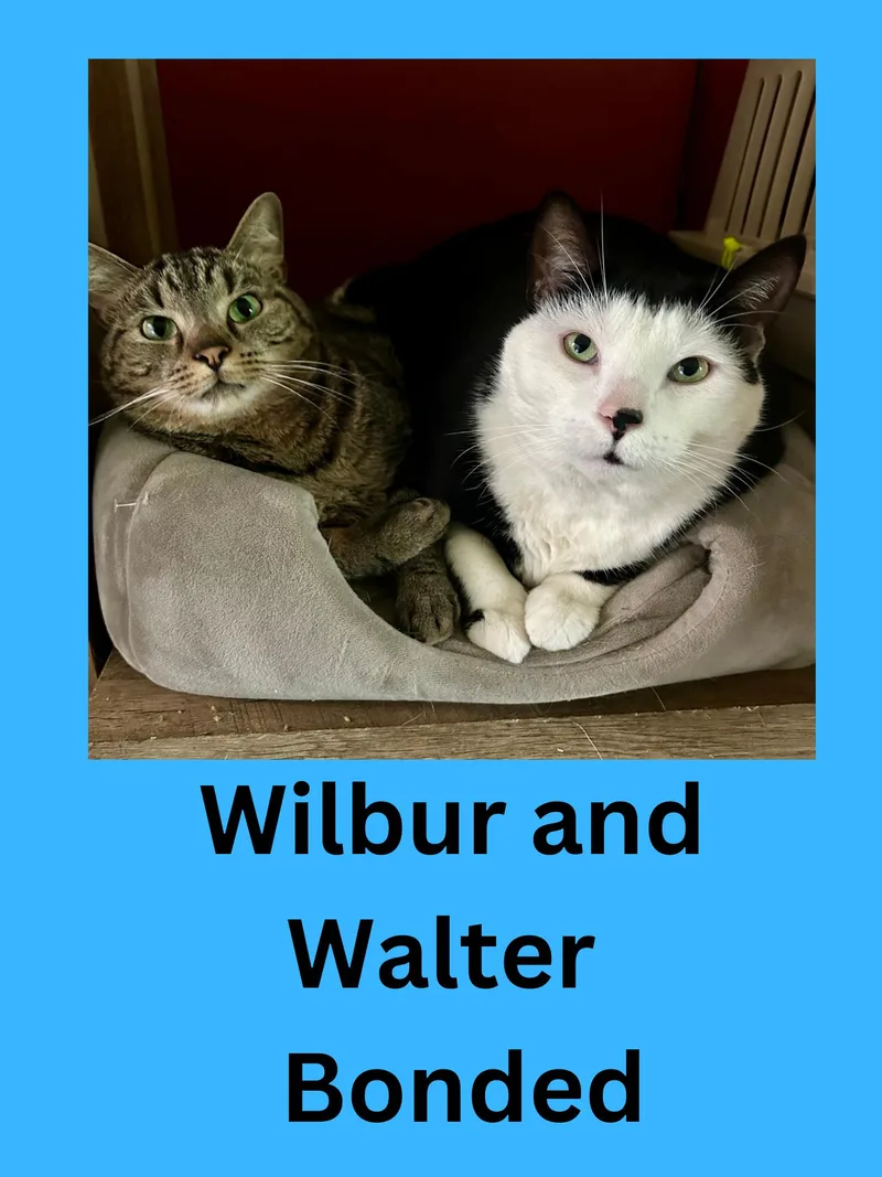 An adult large-sized male Domestic Short Hair cat named Walter And Wilbur for adoption in Ravenna, OH