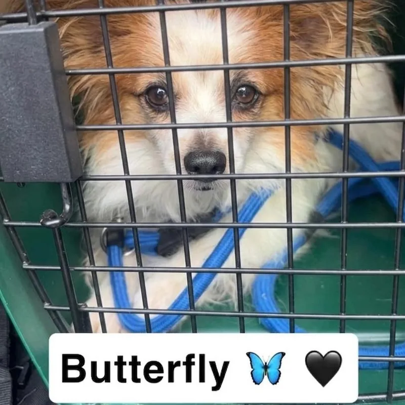 An adult small-sized female Papillon dog named Butterfly for adoption in Minooka, IL