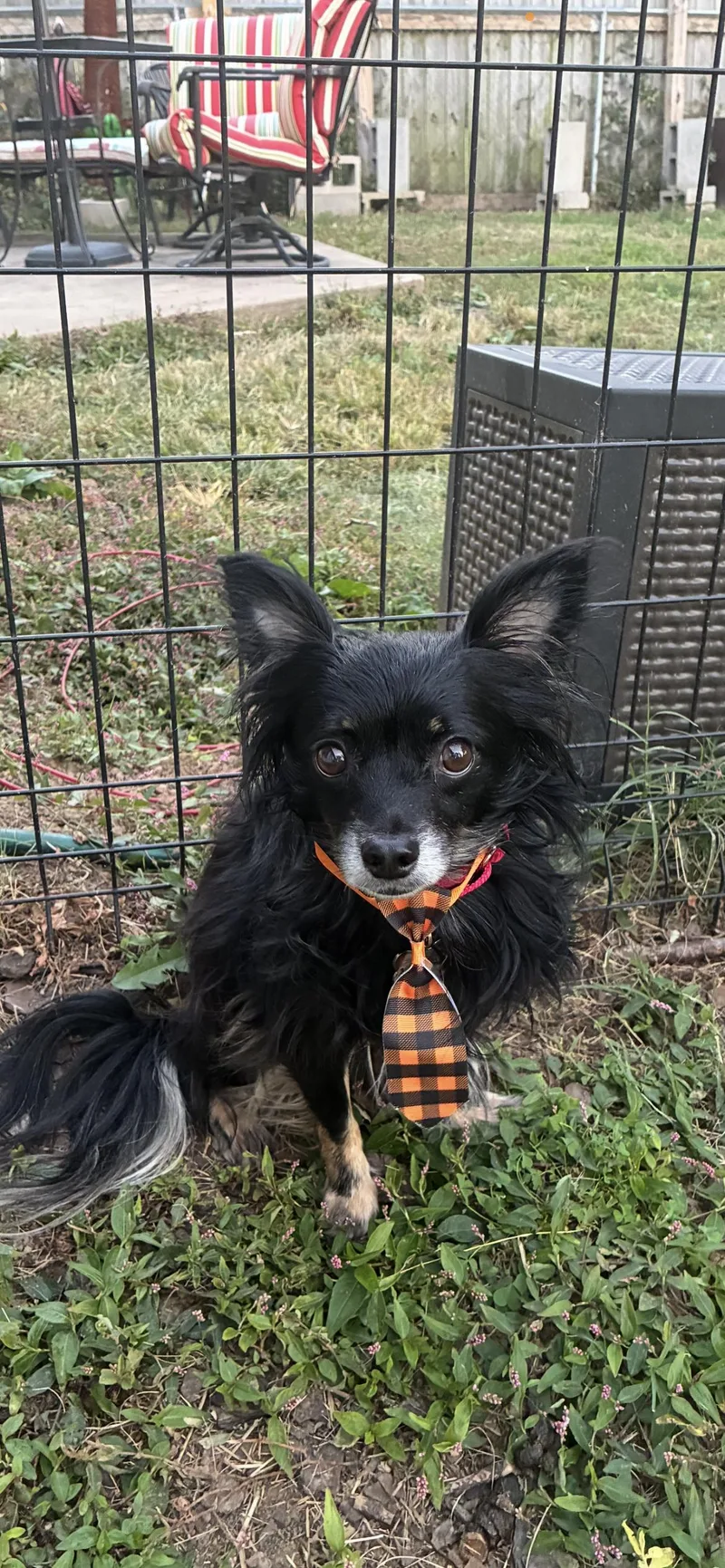 An adult small-sized male Papillon dog named Bart for adoption in Saint Louis, MO
