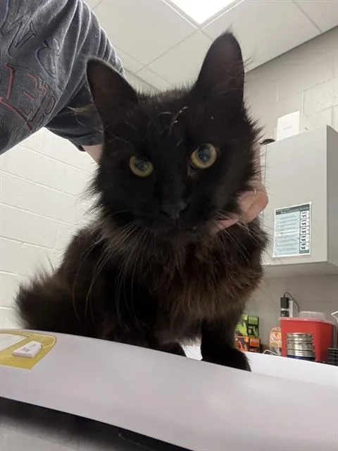 An adult small-sized male Domestic Long Hair cat named Zemo for adoption in Indianapolis, IN