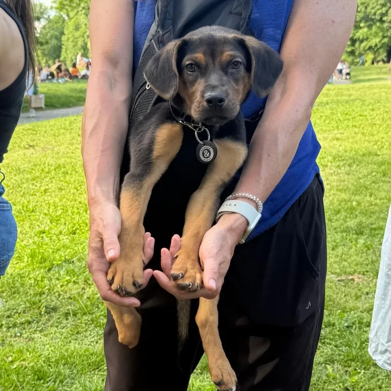 A baby small-sized male Black Labrador Retriever dog named Cookie for adoption in Brooklyn, NY