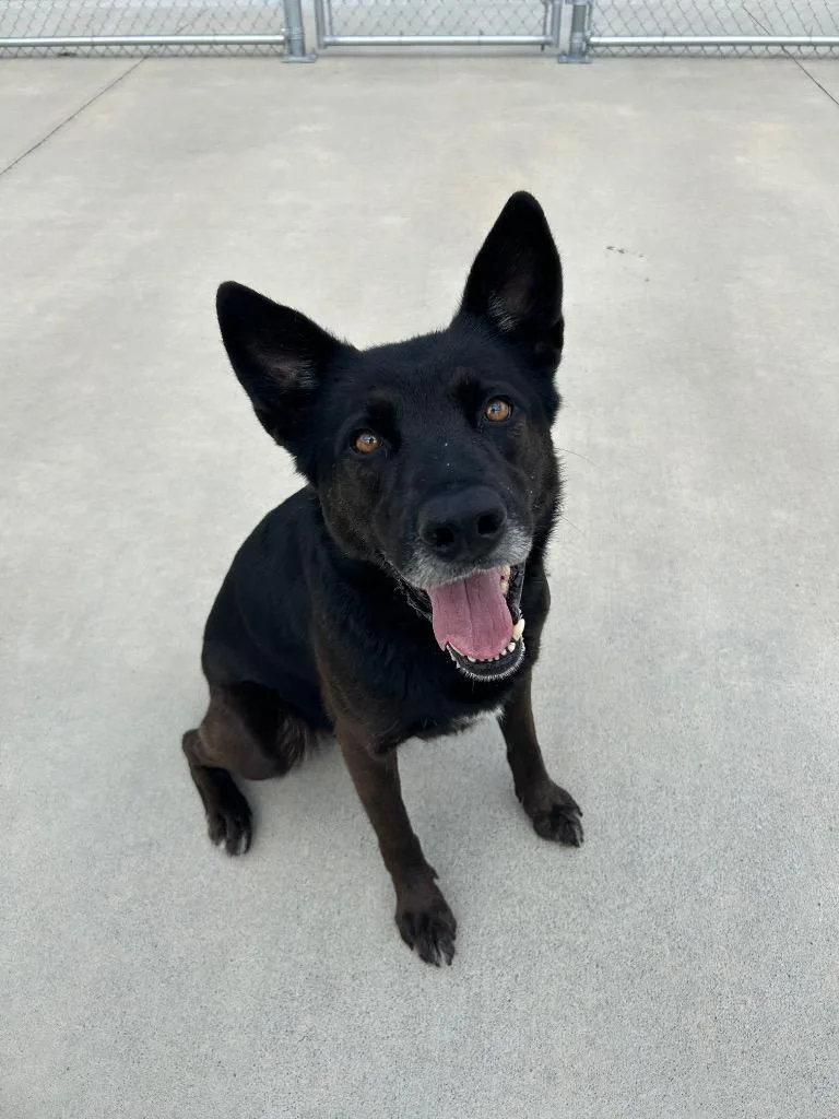 An adult large-sized male German Shepherd Dog dog named Hades for adoption in Johnson City, TN