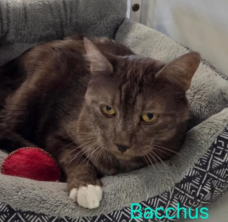 A senior large-sized male Tabby (Brown / Chocolate) Tabby cat named Bacchus for adoption in Las Cruces, NM