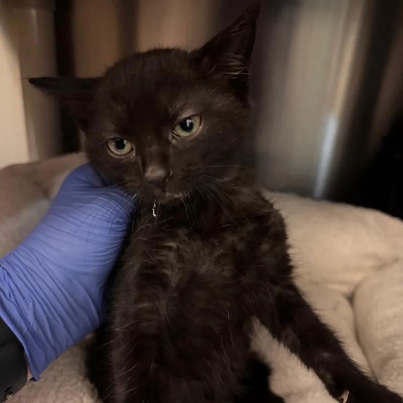 A baby small-sized female Black Domestic Short Hair cat named Peggy for adoption in Lynchburg, VA