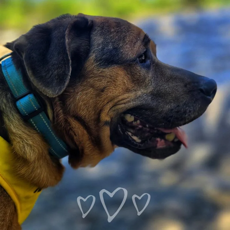 An adult medium-sized male Brown / Chocolate Mixed Breed dog named Stumpy for adoption in Binghamton, NY