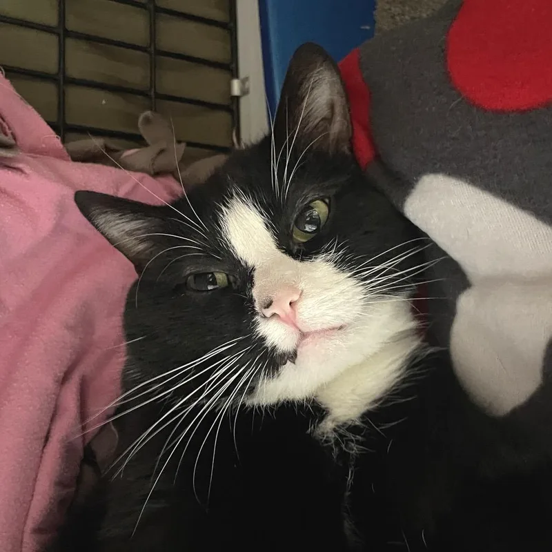 An adult large-sized male Black Domestic Short Hair cat named Heartbreak Prince for adoption in Chicago, IL