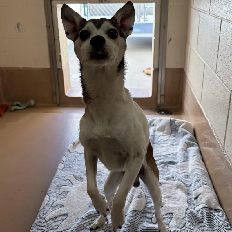 A senior small-sized male Chihuahua dog named Dakota for adoption in Reno, NV