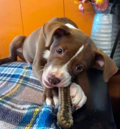 A baby small-sized female Mixed Breed dog named Macy for adoption in West Chester, PA