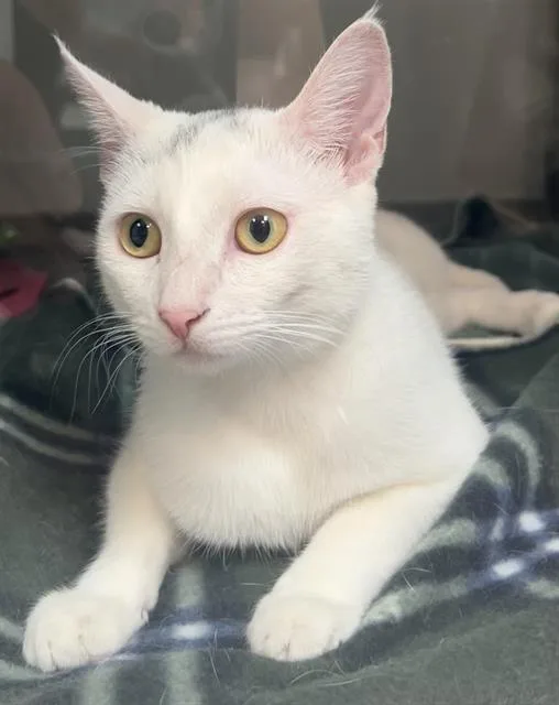 A young medium-sized female Domestic Short Hair cat named Nova for adoption in Santa Cruz, CA