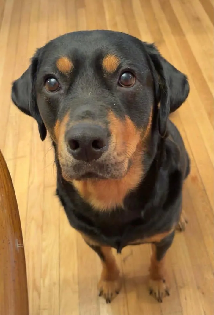 Odie
