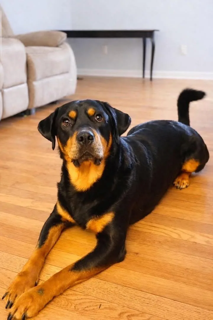 Odie thumbnail 3