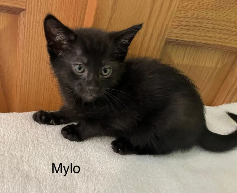 A baby medium-sized male Black Domestic Short Hair cat named Mylo for adoption in Dorr, MI